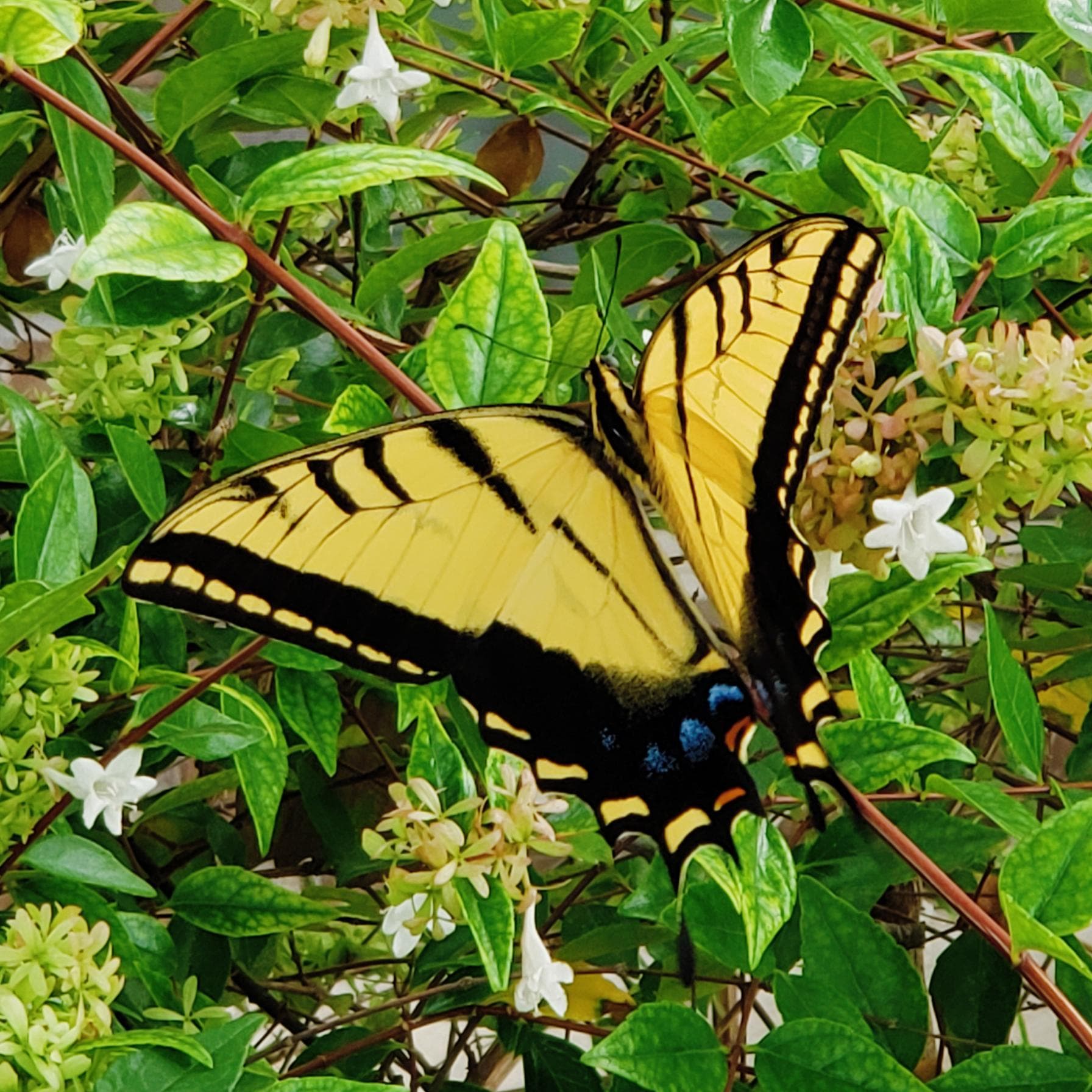 a yellow butterfly sitting on top of a bush of flowers
